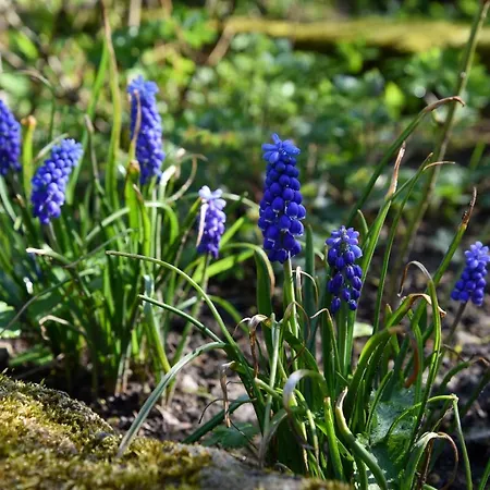 Altendorfer Vorwerk - Ferienapartments *