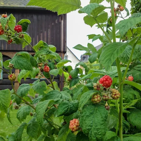 Altendorfer Vorwerk - Ferienapartments Lejlighed *