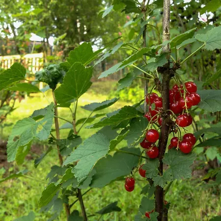 Altendorfer Vorwerk - Ferienapartments *
