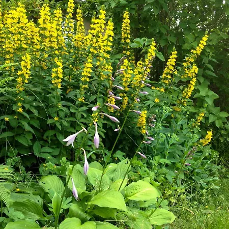 Altendorfer Vorwerk - Ferienapartments Lejlighed Altendorf (Sebnitz)