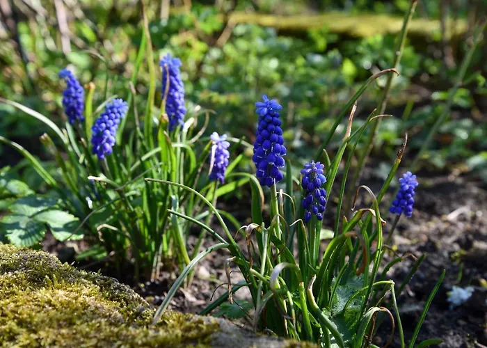 Altendorfer Vorwerk - Ferienapartments *
