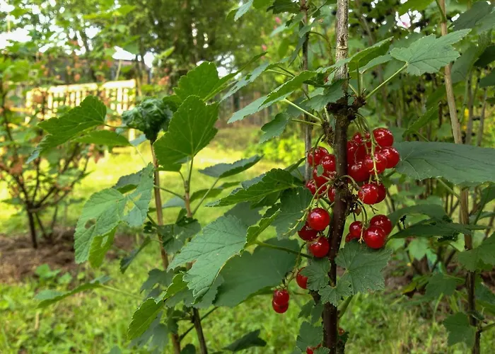 Altendorfer Vorwerk - Ferienapartments *