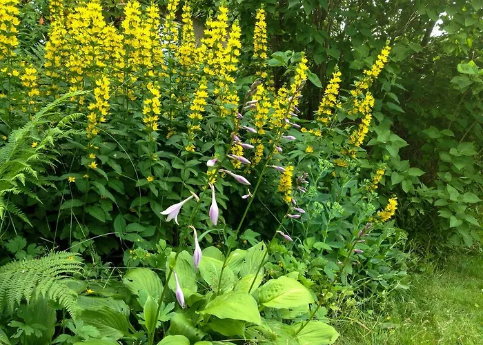 Altendorfer Vorwerk - Ferienapartments Апартаменты Altendorf (Sebnitz)